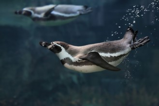 Humboldt Penguin (Spheniscus humboldti), Humboldt Penguin, adult, in the water, swimming, foraging,