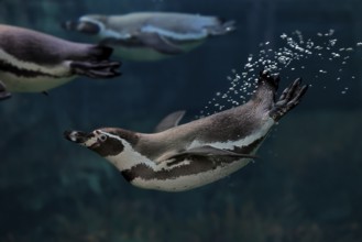 Humboldt Penguin (Spheniscus humboldti), Humboldt Penguin, adult, in the water, swimming, foraging,