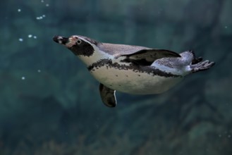 Humboldt Penguin (Spheniscus humboldti), Humboldt Penguin, adult, in the water, swimming, foraging,