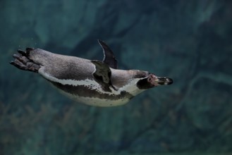 Humboldt Penguin (Spheniscus humboldti), Humboldt Penguin, adult, in the water, swimming, foraging,