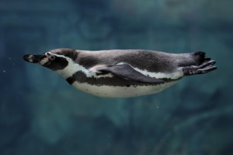 Humboldt Penguin (Spheniscus humboldti), Humboldt Penguin, adult, in the water, swimming, foraging,