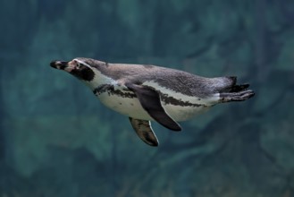 Humboldt Penguin (Spheniscus humboldti), Humboldt Penguin, adult, in the water, swimming, foraging,