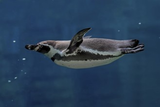 Humboldt Penguin (Spheniscus humboldti), Humboldt Penguin, adult, in the water, swimming, foraging,