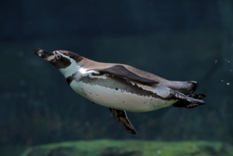 Humboldt Penguin (Spheniscus humboldti), Humboldt Penguin, adult, in the water, swimming, foraging,