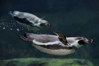 Humboldt Penguin (Spheniscus humboldti), Humboldt Penguin, adult, in the water, swimming, foraging,