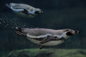 Humboldt Penguin (Spheniscus humboldti), Humboldt Penguin, adult, in the water, swimming, foraging,