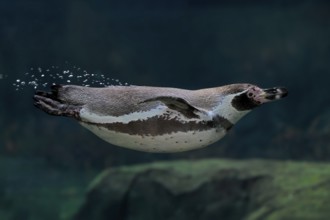Humboldt Penguin (Spheniscus humboldti), Humboldt Penguin, adult, in the water, swimming, foraging,
