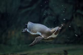 Humboldt penguin (Spheniscus humboldti), Humboldt penguin, adult, in the water, swimming, foraging,