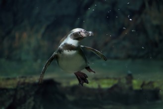 Humboldt Penguin (Spheniscus humboldti), Humboldt Penguin, adult, in the water, swimming, foraging,