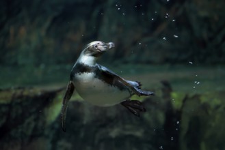 Humboldt Penguin (Spheniscus humboldti), Humboldt Penguin, adult, in the water, swimming, foraging,