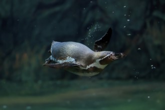 Humboldt Penguin (Spheniscus humboldti), Humboldt Penguin, adult, in the water, swimming, foraging,