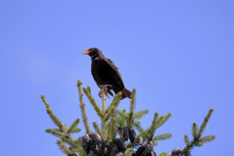 Blackbird (Turdus merula), black thrush, adult, male, on tree, singing, fir tree, Rhineland