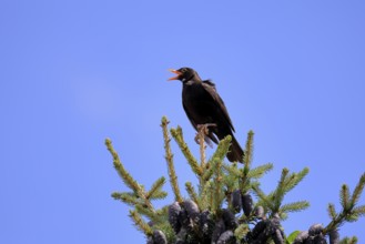 Blackbird (Turdus merula), black thrush, adult, male, on tree, singing, fir tree, Rhineland