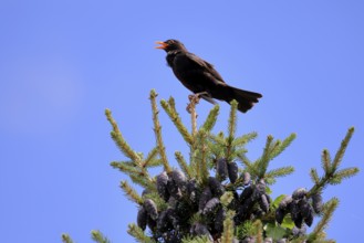 Blackbird (Turdus merula), black thrush, adult, male, on tree, singing, fir tree, Rhineland