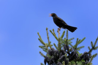 Blackbird (Turdus merula), black thrush, adult, male, on tree, singing, fir tree, Rhineland