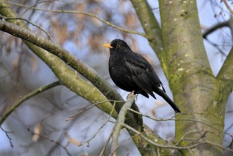 Blackbird (Turdus merula), blackbird, adult, male, on tree, alert, winter, Rhineland-Palatinate,