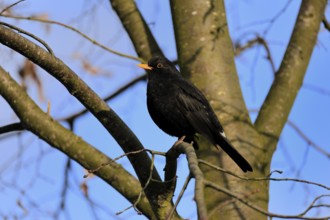 Blackbird (Turdus merula), blackbird, adult, male, on tree, alert, winter, Rhineland-Palatinate,