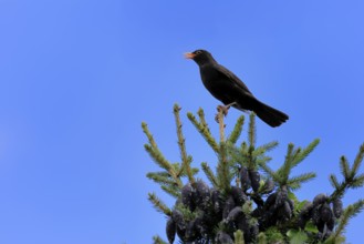 Blackbird (Turdus merula), black thrush, adult, male, on tree, singing, fir tree, Rhineland