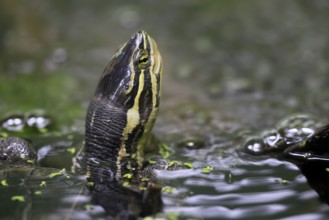 Annam stream turtle (Mauremys annamensis), adult, in water, portrait, Vietnam
