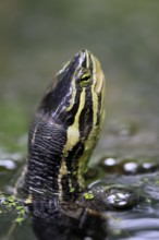 Annam stream turtle (Mauremys annamensis), adult, in water, portrait, Vietnam
