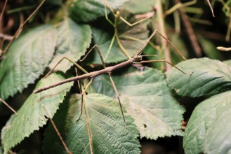 Annam stick insect (Medauroidea extradentata), Vietnamese stick insect, ghost insect, adult,