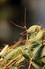 Annam stick insect (Medauroidea extradentata), Vietnamese stick insect, ghost insect, adult,