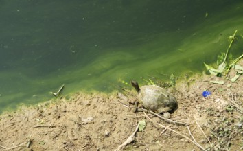 Turtle near a pond with green algae along the shore in a natural setting, Gazipur, bangladesh