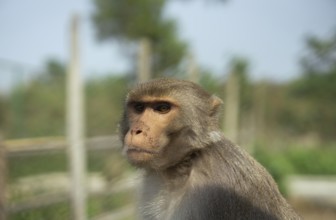 A monkey with brown fur sitting calmly outdoors in a fenced area on a sunny day, Gazipur,