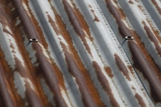 Rusty corrugated metal sheet with weathered texture and visible bolts, Gazipur, Bangladesh