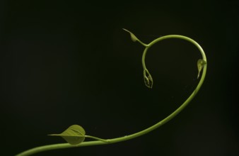 A graceful, curving vine with delicate leaves against a dark background, Dhaka, bangladesh