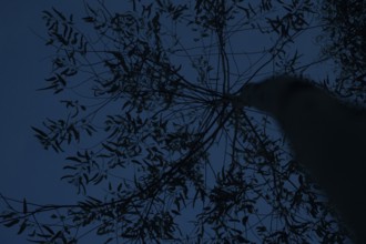 Silhouette of tree branches and leaves against a dark blue night sky, Gazipur, Bangladesh