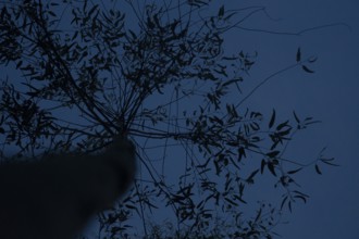 Silhouette of tree branches and leaves against a dark blue night sky, Gazipur, Bangladesh