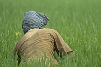 A farmer is clearing weeds from a paddy field, Gazipur, bangladesh