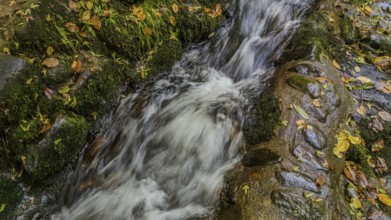 A small stream flows gently over smooth stones, while colourful autumn leaves line the banks. The