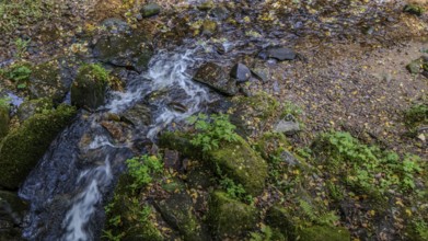 Clear water flows over moss-covered stones in an idyllic forest. Surrounded by green plants, nature