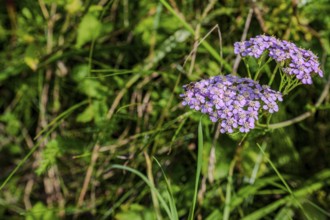 A group of purple flowering plants (common yarrow, Achillea millefolium) unfold their colours in