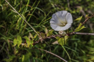 A larger bindweed (Calystegia sepium) displays a striking white flower, embedded in lush greenery.