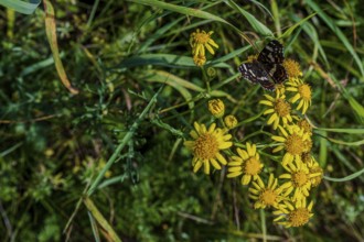 A butterfly (Araschnia levana) explores yellow flowers among lush greenery on a clear, sunny day