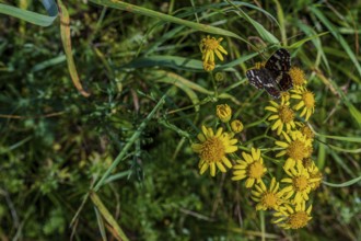 A butterfly (Araschnia levana) rests on the yellow flowers of a meadow. The plants are blooming