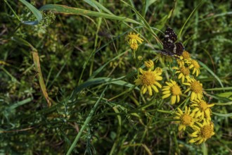 A colourful butterfly (Map Butterfly, Araschnia levana) sits on bright yellow flowers in a green