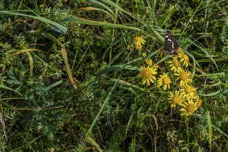 In a lush meadow with green plants and yellow flowers, a butterfly (Araschnia levana) lingers in