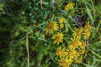 A butterfly (Araschnia levana) sits on a flower, surrounded by a colourful meadow full of yellow