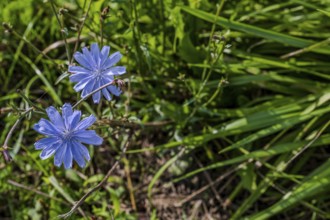 Two flowering chicory (Cichorium intybus) stand in a meadow. The intense blue flowers stand out