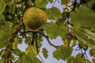 Ripe apples (Malus domestica) hang from a tree branch, while the green leaves blow gently in the