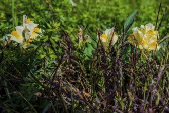 Common toadflax (Linaria vulgaris) blooms in various shades of yellow in a sunny meadow. The plants