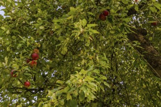 Juicy, red apples (Malus domestica) hang from a lush apple tree. The foliage surrounds the fruit
