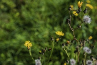 In early autumn, various flowers unfurl in a green meadow. Yellow and white blossoms are in full