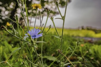 Blue and yellow flowers can be seen in the foreground of the photo, surrounded by dense greenery.