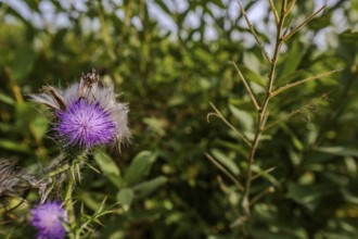 In the afternoon sun, purple wildflowers (milk thistle, Silybum marianum) bloom among green plants