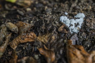 At the bottom of a forest you can see wet, withered leaves under which fungal mycelium is growing